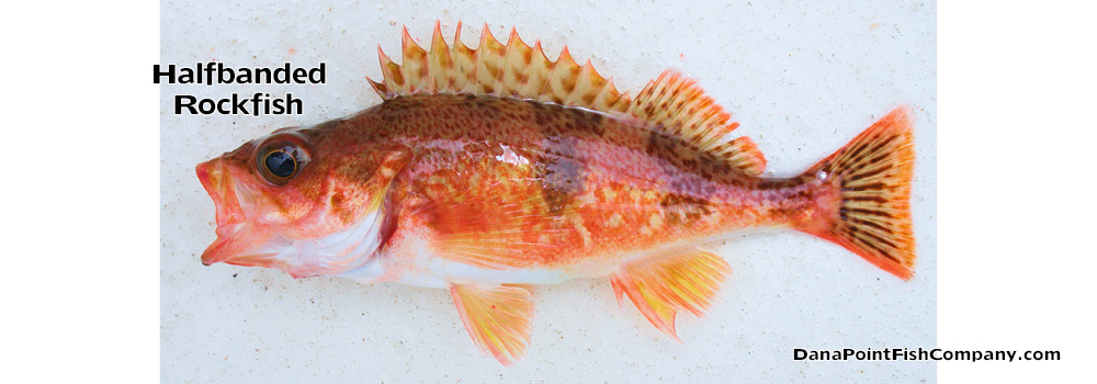 Halfbanded Rockfish – Sebastes Semicintus