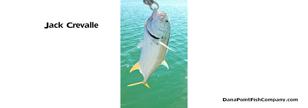 Jack Crevalle (Crevalle Jack) – Caranx Hippos