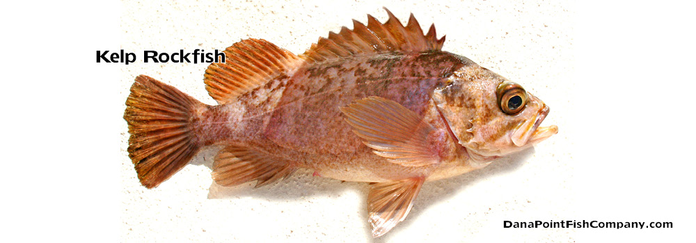 Kelp Rockfish – Sebastes Atrovirens