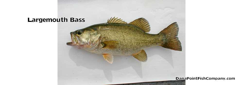 Largemouth Bass –  Micropterus Salmoides