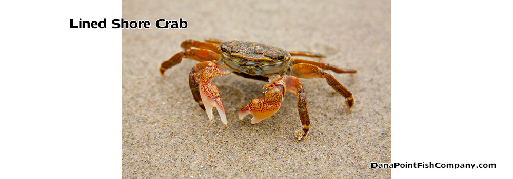 Lined Shore Crab – Pachygrapsus Crassipes