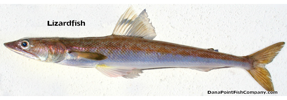 California Lizardfish – Synodus Lucioceps