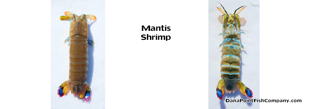 Mantis Shrimp