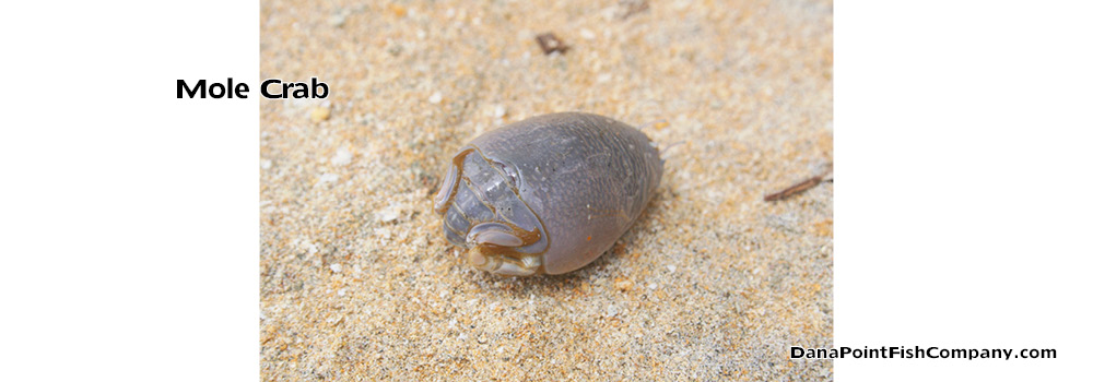 Mole Crab – Emerita Talpoida