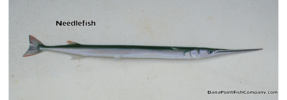 Needlefish – Tylosurus Pacificus