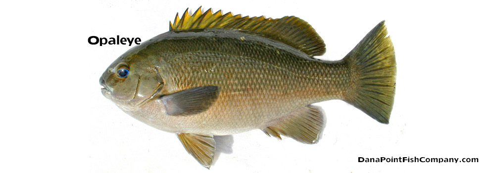 Opaleye – Girella Nigricans