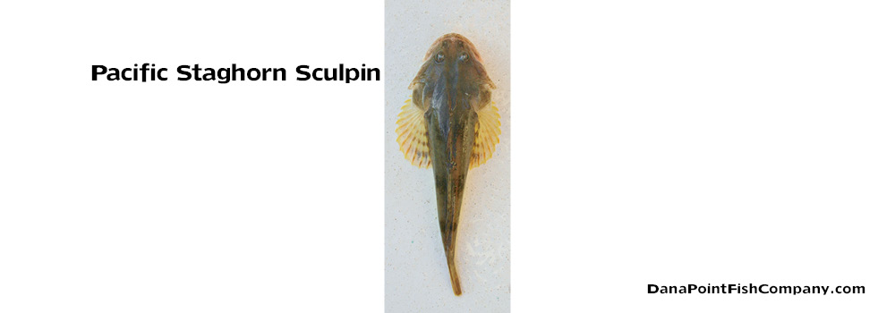 Pacific Staghorn Sculpin – Leptocottus Armatus