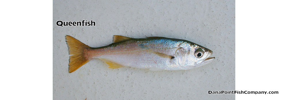 Queenfish – Seriphus Politus
