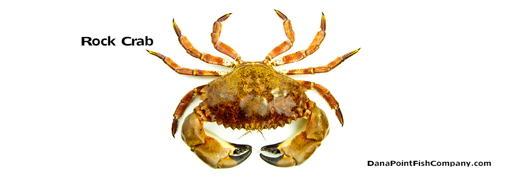 Rock Crab – Romaleon Antennarium