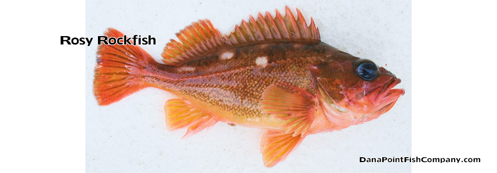 Rosy Rockfish – Sebastes Rosaceus