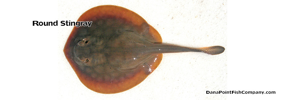 Round Stingray – Urobatis Halleri