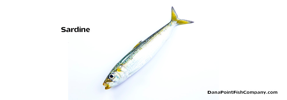 Pacific Sardine – Sardinops Sagax