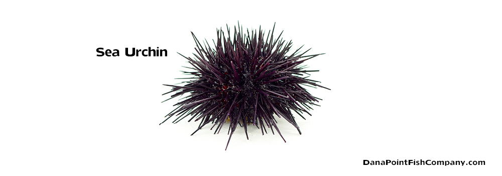 Sea Urchin