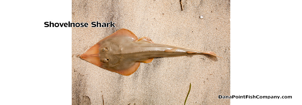 Shovelnose Shark or Shovelnose Guitarfish – Rhinobatos Productus