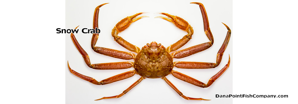 Snow Crab – Chionoecetes Opilio