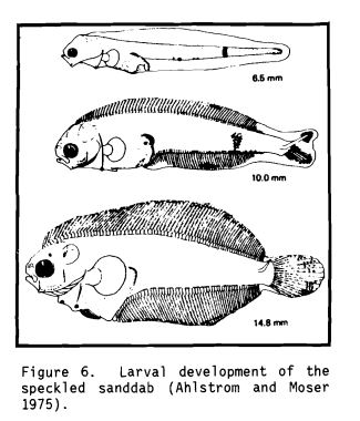 speckled sanddab larvae