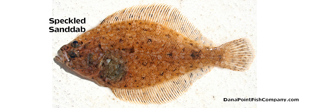 Speckled Sanddab – Citharichthys Stigmaeus