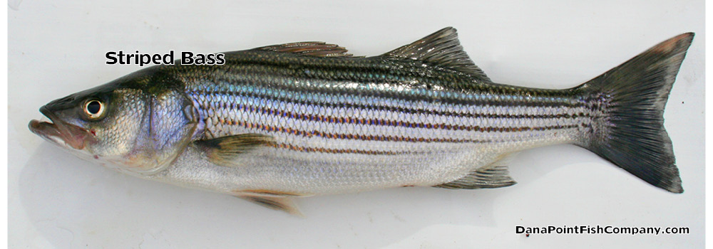 Striped Bass – Morone Saxatillis