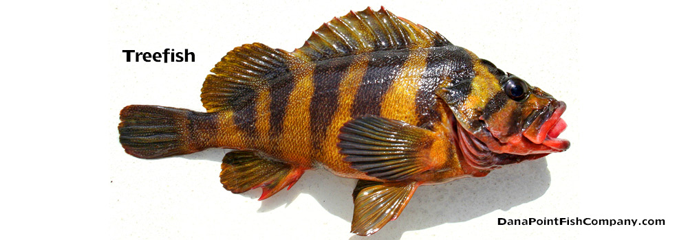 Treefish – Sebastes Serriceps