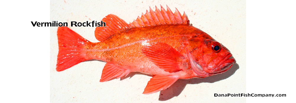 Vermilion Rockfish – Sebastes Miniatus