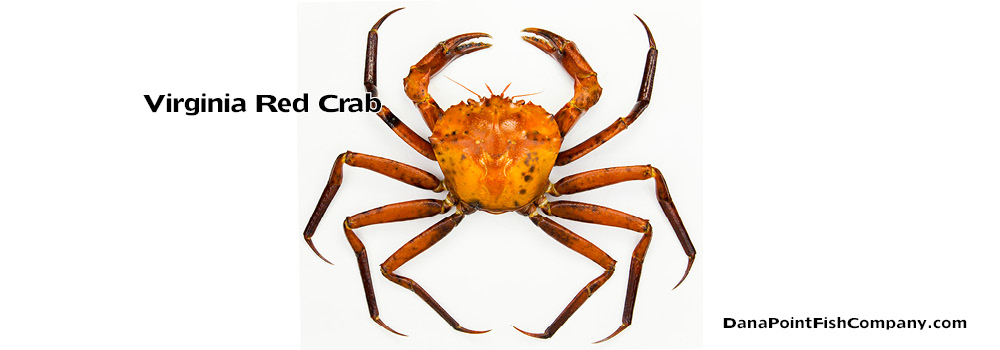 Virginia Red Crab – Chacean Quinquedens