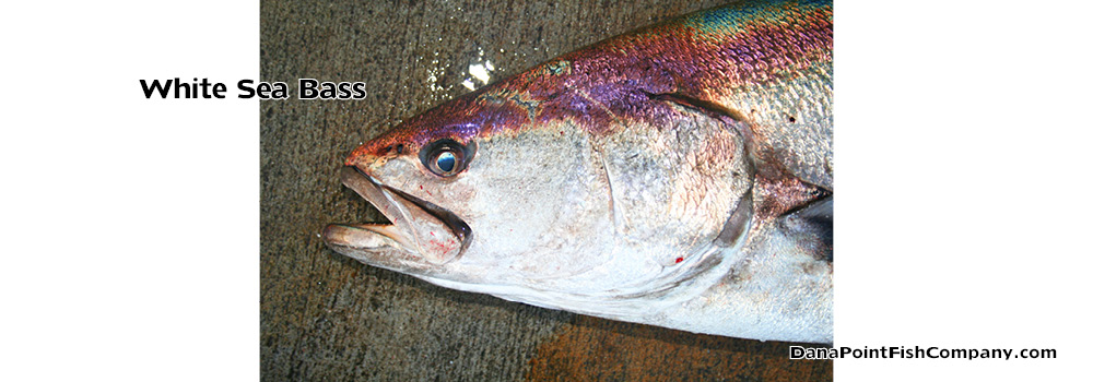 White Seabass – Atractoscion nobilis