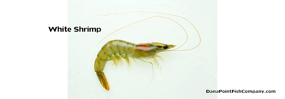 White Shrimp