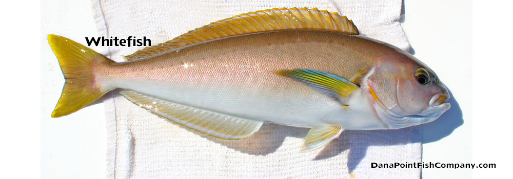 Ocean Whitefish – Caulolatilus Princeps