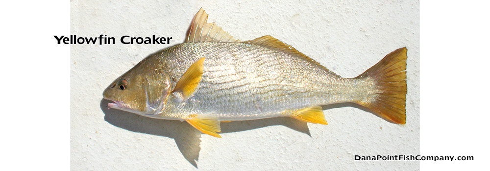 Yellowfin Croaker -Umbrina Roncador