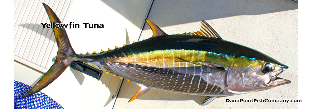 Yellowfin Tuna – Thunnus Albacares