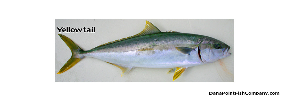 Yellowtail – Seriola Lalandi Dorsalis