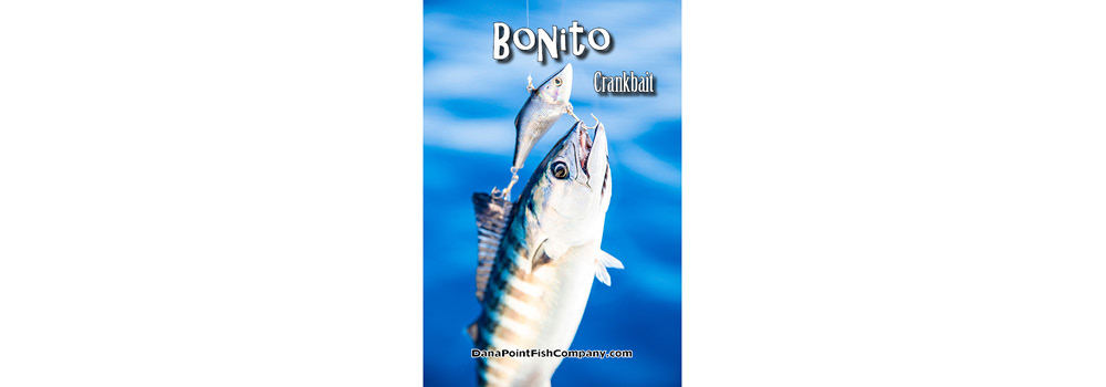 Bonito on Crankbait