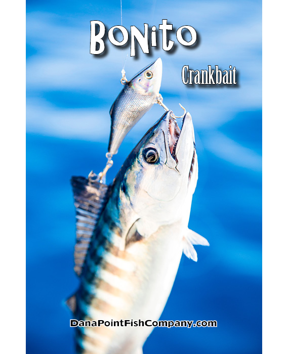 Bonito on Crankbait