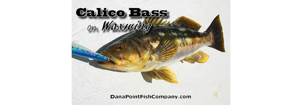 Dana Point Fish Company | Calico Bass on Waxwing