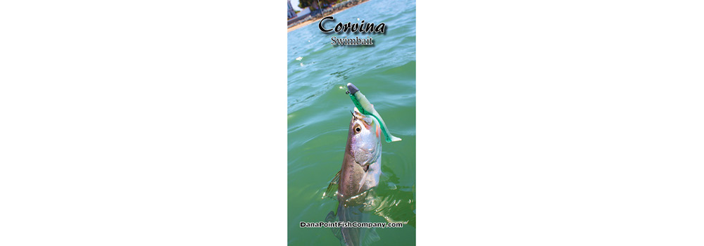 Dana Point Fish Company | Corvina Caught on Swimbait