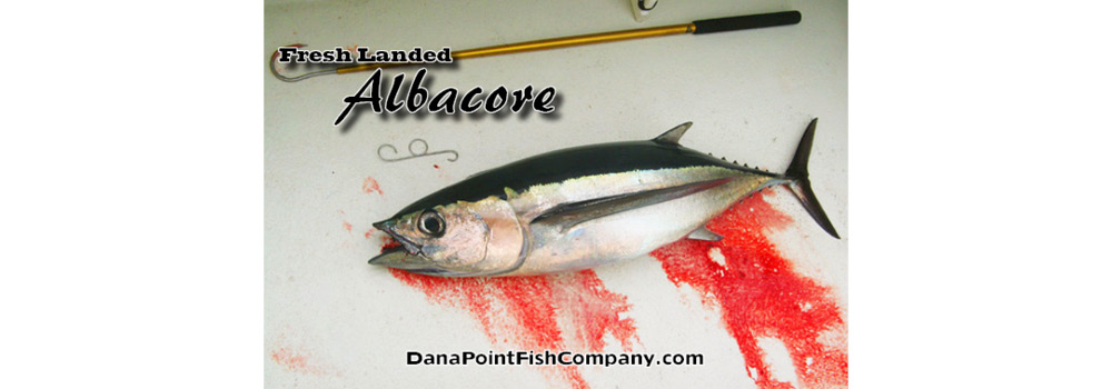 Dana Point Fish Company | Freshly Landed Albacore