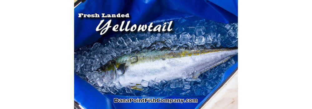 Freshly Landed Yellowtail