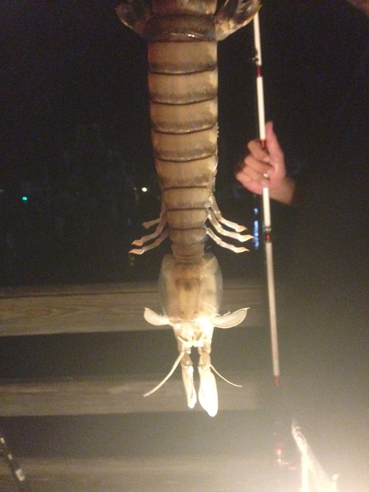 Giant Mantis Shrimp Caught in Florida