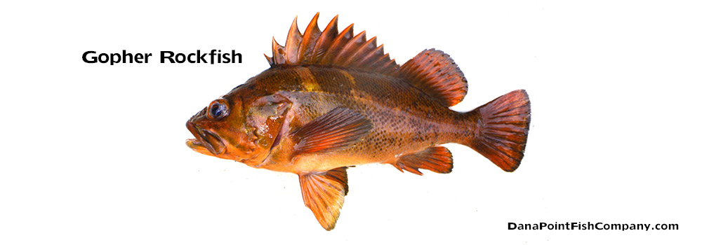 Gopher Rockfish – Sebastes Carnatus