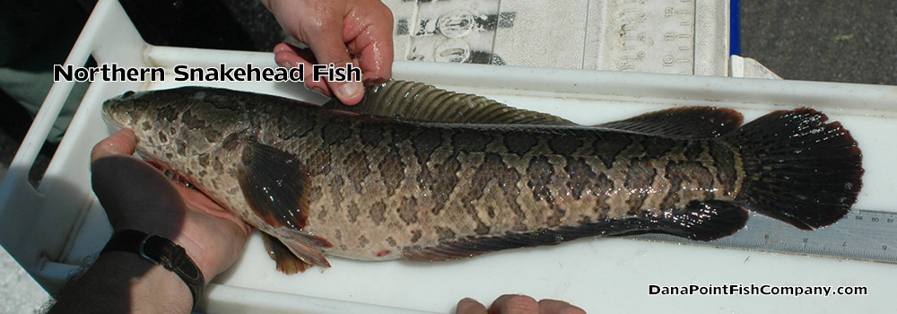 Northern Snakehead Fish: Combat Invasive Species by Cooking