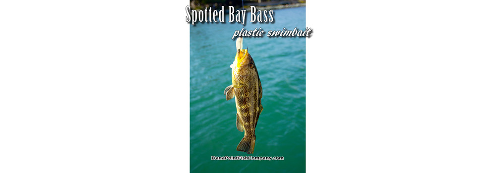 Dana Point Fish Company | Spotted Bay Bass on Plastic Swimbait