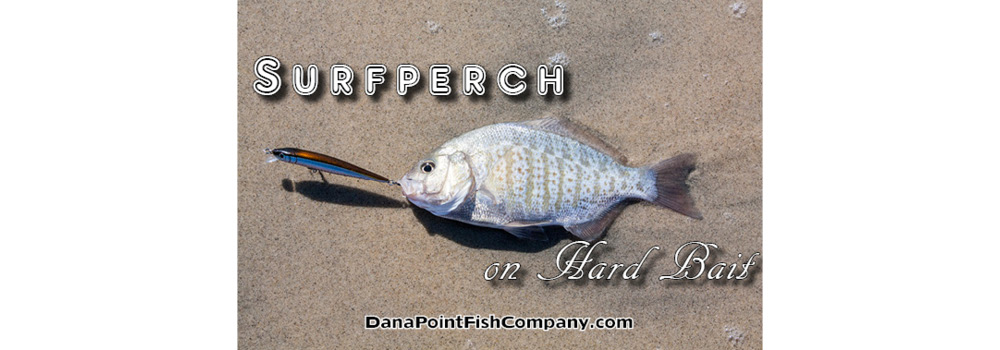 Surfperch on Hard Bait