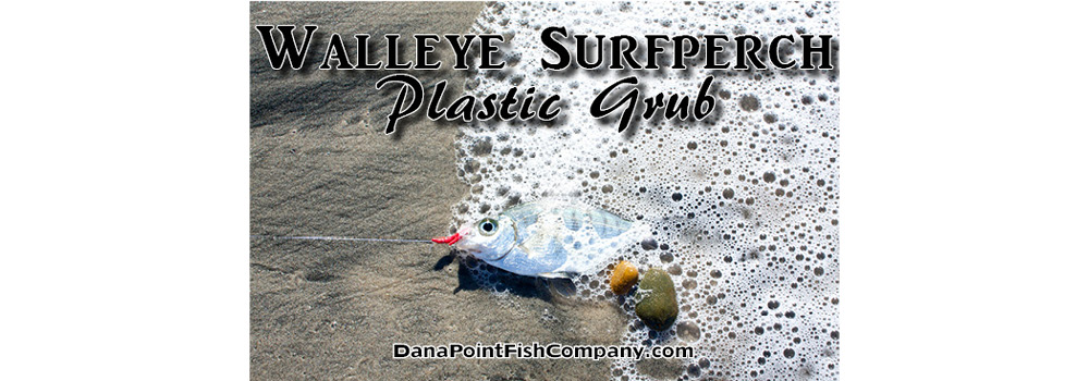 Walleye Surfperch on Plastic Grub