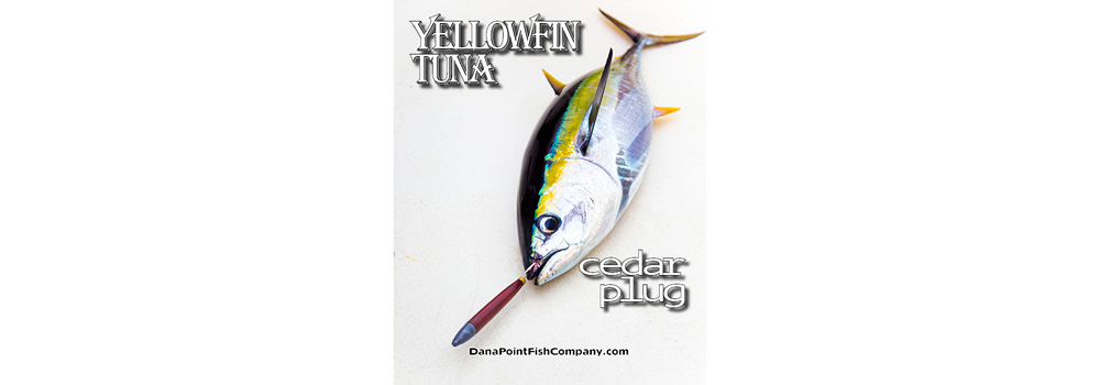 Yellowfin Tuna on Cedar Plug