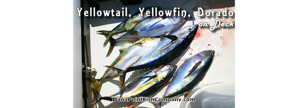 Yellowtail, Yellowfin, Dorado on Deck