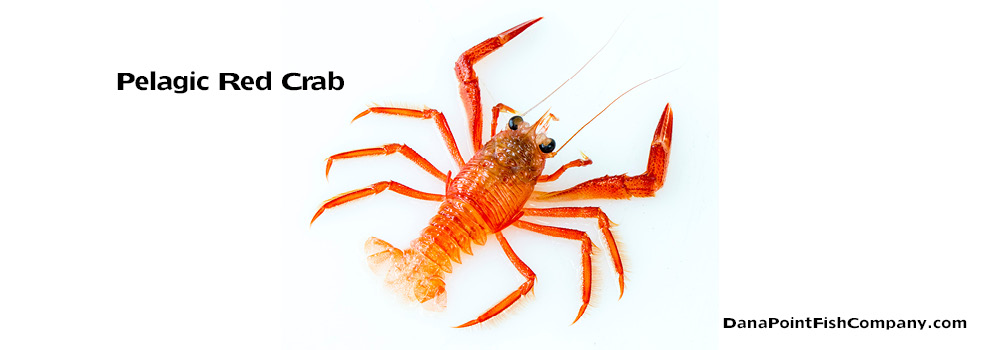 Pelagic Red Crab – Pleuroncodes planipes, “Tuna Crab”