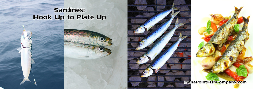Sardines - Hook up to plate up | Dana Point Fish Company