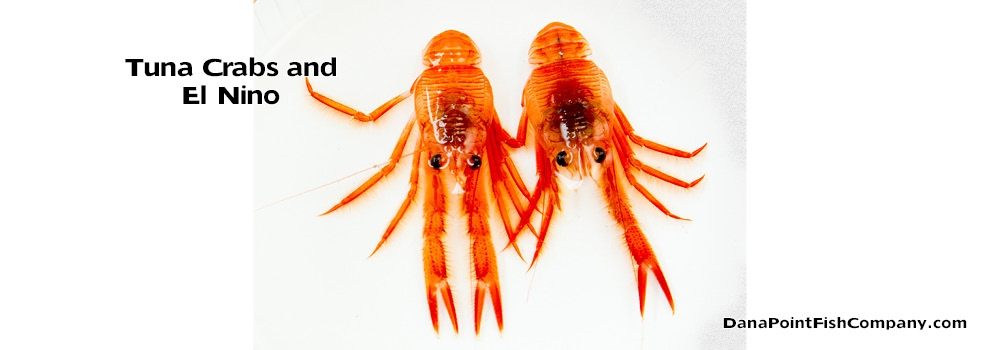 Red Pelagic Crabs or “Tuna Crabs” Swarm Southern California Coast Line