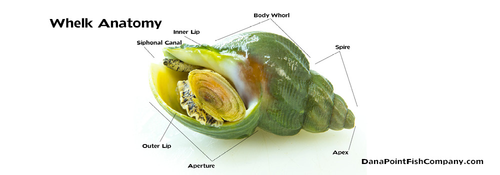 Whelk Anatomy | Dana Point Fish Company