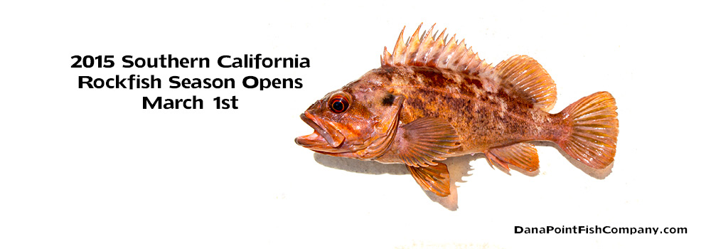 2015 Southern California Rockfish Season Starts March 1st